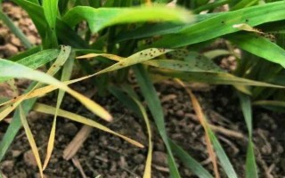 防治小麦红蜘蛛和蚜虫的用药，可选择高效氯氟氰菊酯、联苯菊酯等