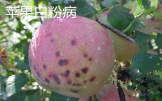 苹果树的常见病害及特征,主要病因包括干旱和冻害