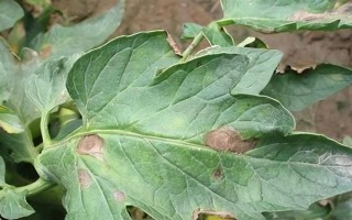 菌核净的防治对象,以多种瓜果蔬菜的灰霉病、菌核病等病害为主