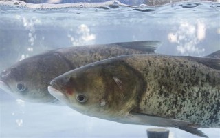 花鲢的食物，鱼苗阶段主食浮游动物