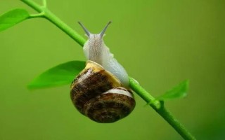 蜗牛怎样消灭，可人工灭杀也可用生石灰防治