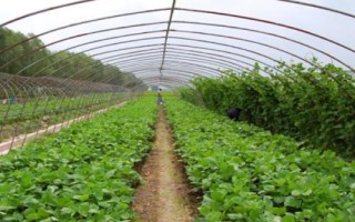 怎么防治大棚蔬菜缺素症，需根据实际缺素情况采取对应措施