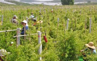 金银花的种植条件，喜欢在温和湿润的环境中生存