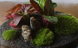 苔藓球的养殖方法，定期通风透气可避免植株枯死