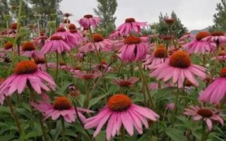 松果菊种子的售价，通常为100-160元左右/斤