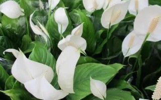 白掌叶尖发黑的补救方法，要根据实际情况采取对应措施