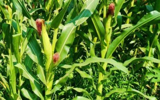 铁研309玉米种子特点