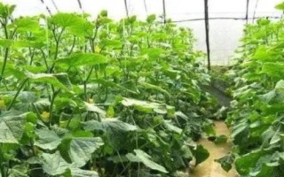 大棚蔬菜种植技术管理，浇水一次不可浇太多