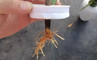 锯掉根的发财树能不能重新生根，其它部位的问题不严重可重新长根