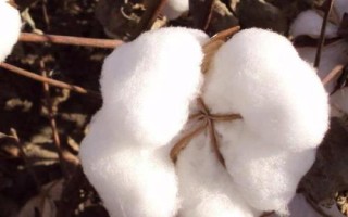 哪些农作物在秋季成熟，包括花生、玉米、西红柿等品种