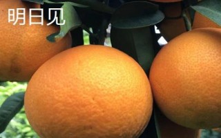 哪些柑橘品种最甜,包括皇帝柑、丑柑、脆蜜金柑等品种