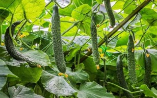 哪些蔬菜可以在6月份种植，适合选择黄瓜、番茄、豇豆等品种