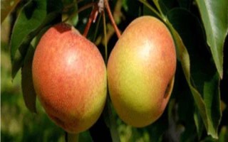 吉林省双辽市的特产，素以“鸡鸣闻三省”著称