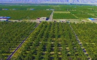 农村种植什么市场潜力大,这几个项目很有钱途