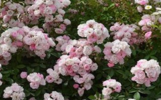 无刺蔷薇是什么品种，是新开发出来的一个蔷薇品种