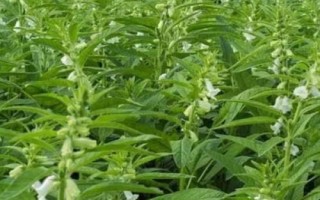 芝麻的种植条件，对土壤的要求较为严格