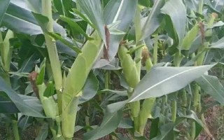 农丰6号(农玉6号)玉米种子介绍,夏播生育期101天左右