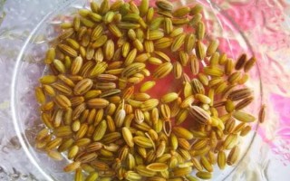 茴香怎么种植出苗较快，播种前需浸种一天