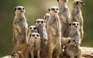 猫鼬吃什么食物，以昆虫为主食