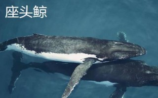 鲸鱼的种类大全，并不属于鱼类