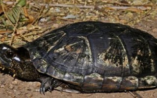 索若拉泥龟好不好养，饲养难度低属于易养品种