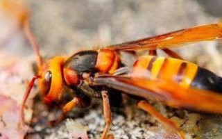 虎头蜂最怕什么,最害怕火焰、黄尾巢螟、杀虫剂等