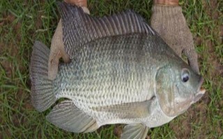 罗非鱼的习性，一般情况下都在水体中下层活动