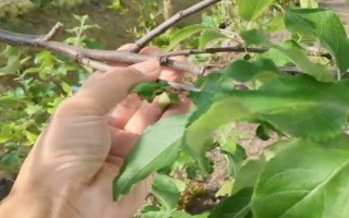 苹果树的修剪技巧,要注重基部主枝保持平衡