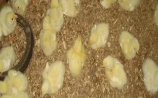 小鸡苗的养殖方法，雏鸡苗一定要注意保温