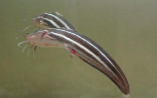 灰色鲶鱼是什么品种，是指海鲶鱼