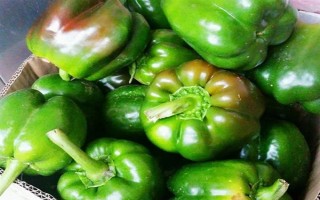 菜椒一亩地产多少斤，一般能产1-2千斤左右