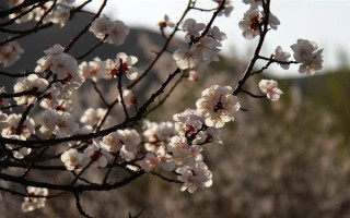 杏花的开花时间，花期在农历的2月份左右
