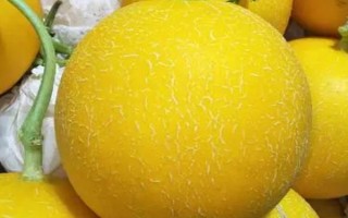 甜瓜的常见品种，常见的有兰州白兰瓜、早雪甜瓜等