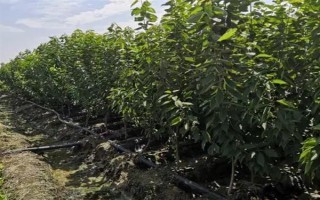 樱桃树流胶的治疗方式，可在冬春季节将樱桃树枝干进行涂白