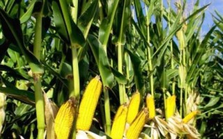 H1111玉米种子特征特性，中抗茎腐病