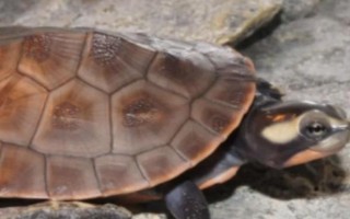 圆澳龟的适宜水深，取决于体型大小