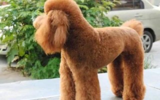 贵宾犬和泰迪犬的区别,贵宾泛指深色毛、体型较小的贵宾犬