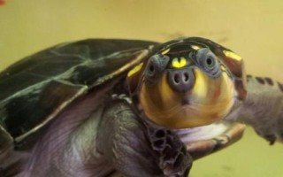 黄头侧颈龟吃小鱼吗，会吃一些死了的小鱼