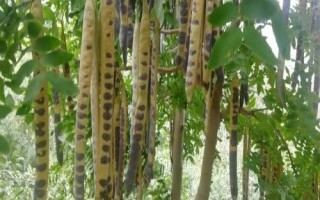 皂角的种植方法，种子需用机械方式损伤种皮