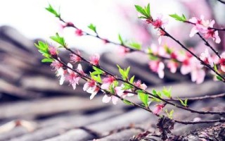 一年农业之始的节气是什么，民间把“立春”作为一年的农业开端