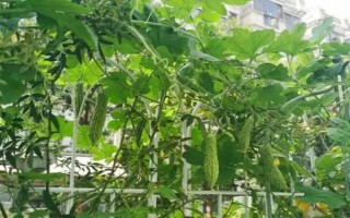 苦瓜出现朱砂叶螨如何防治,可农业防治也可生物防治等