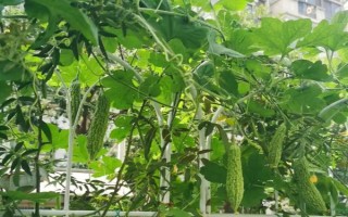 苦瓜出现朱砂叶螨如何防治,可农业防治也可生物防治等