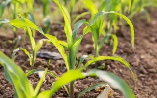 高玉123玉米种子简介，大喇叭口期防治玉米螟