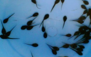 牛蛙的生长过程，为受精卵、蝌蚪、幼蛙到成蛙四个阶段