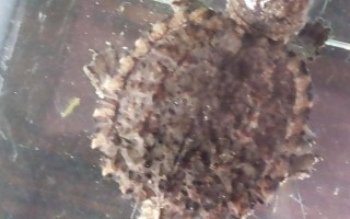 小鳄龟腐皮的原因，可能是得了腐皮病