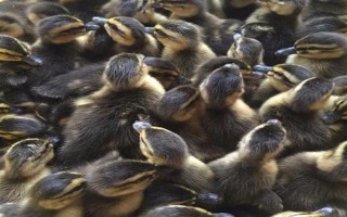 养殖1000只旱鸭的成本,鸭苗和鸭料成本总共需要2.3万元左右