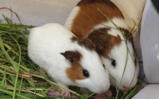 荷兰猪喜欢在什么样的环境下生活，安静、温暖、湿度适中环境