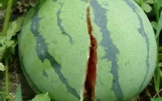 西瓜裂果怎样防止，晴天在傍晚浇水最好