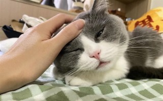 公猫绝育后乱拉乱尿的原因，可能是激素影响或应激影响