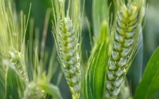 乐土轮选103小麦品种简介，该品种为冬性中熟品种